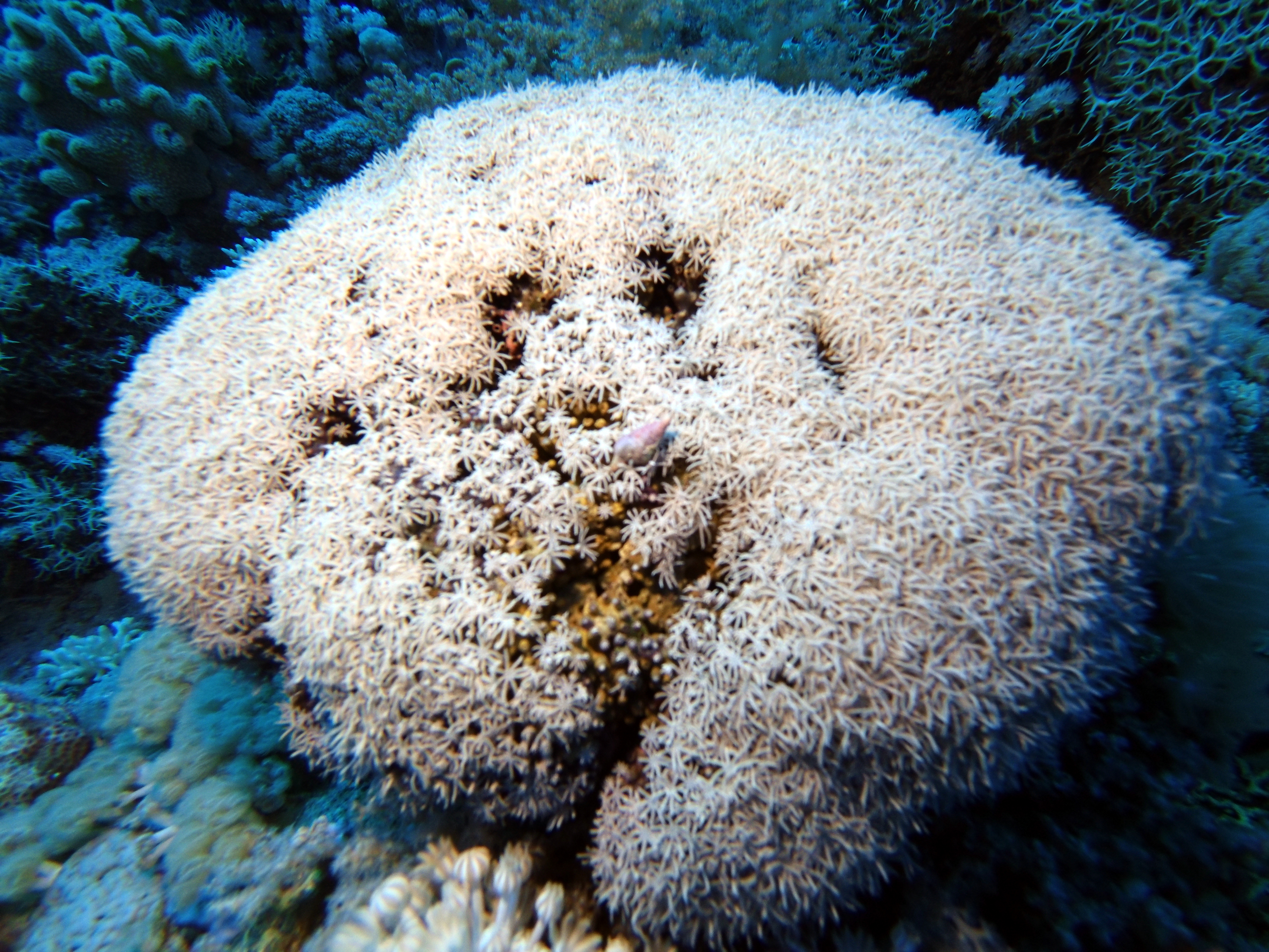 White coral on Shark Reef