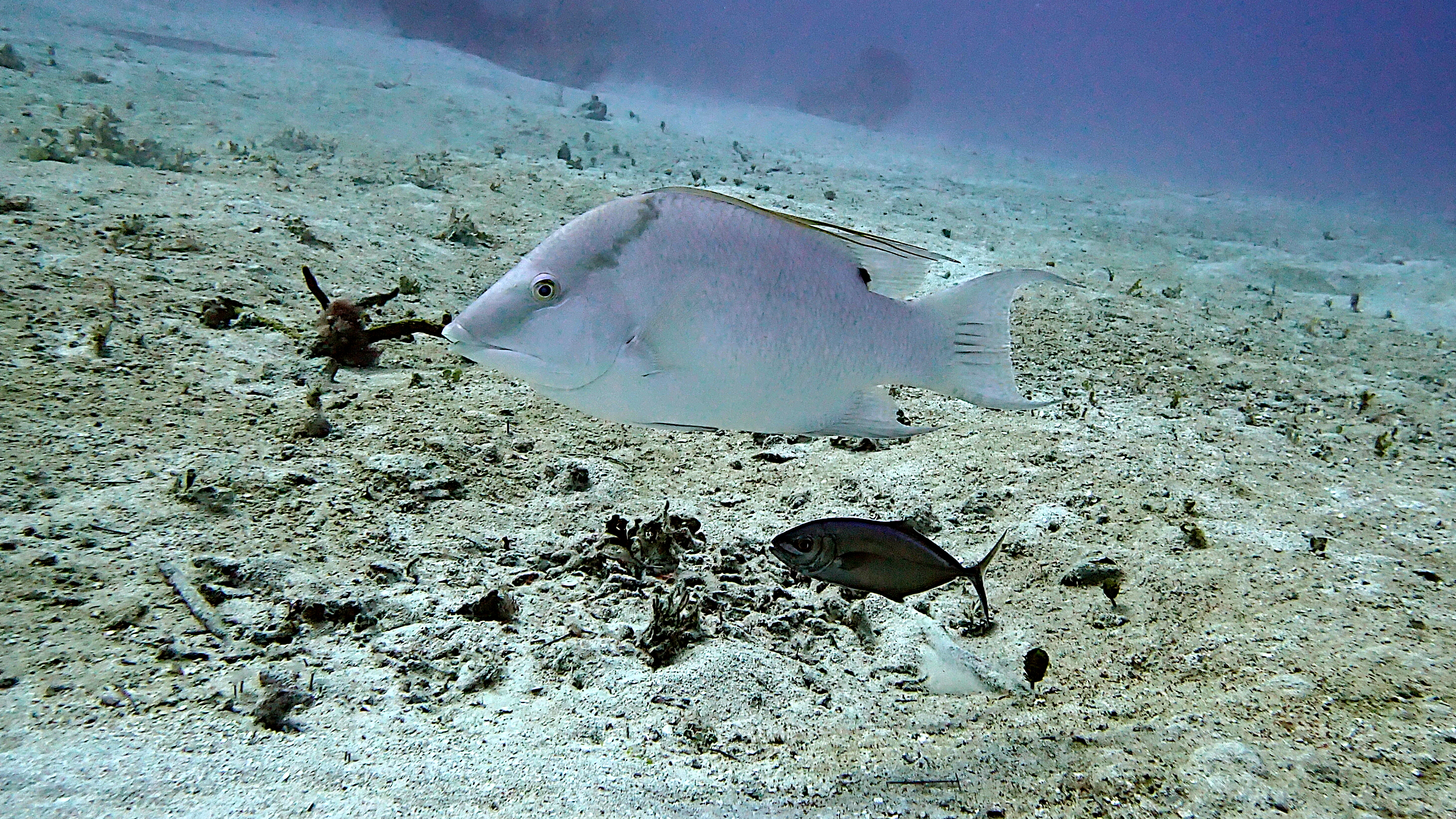 White hogfish