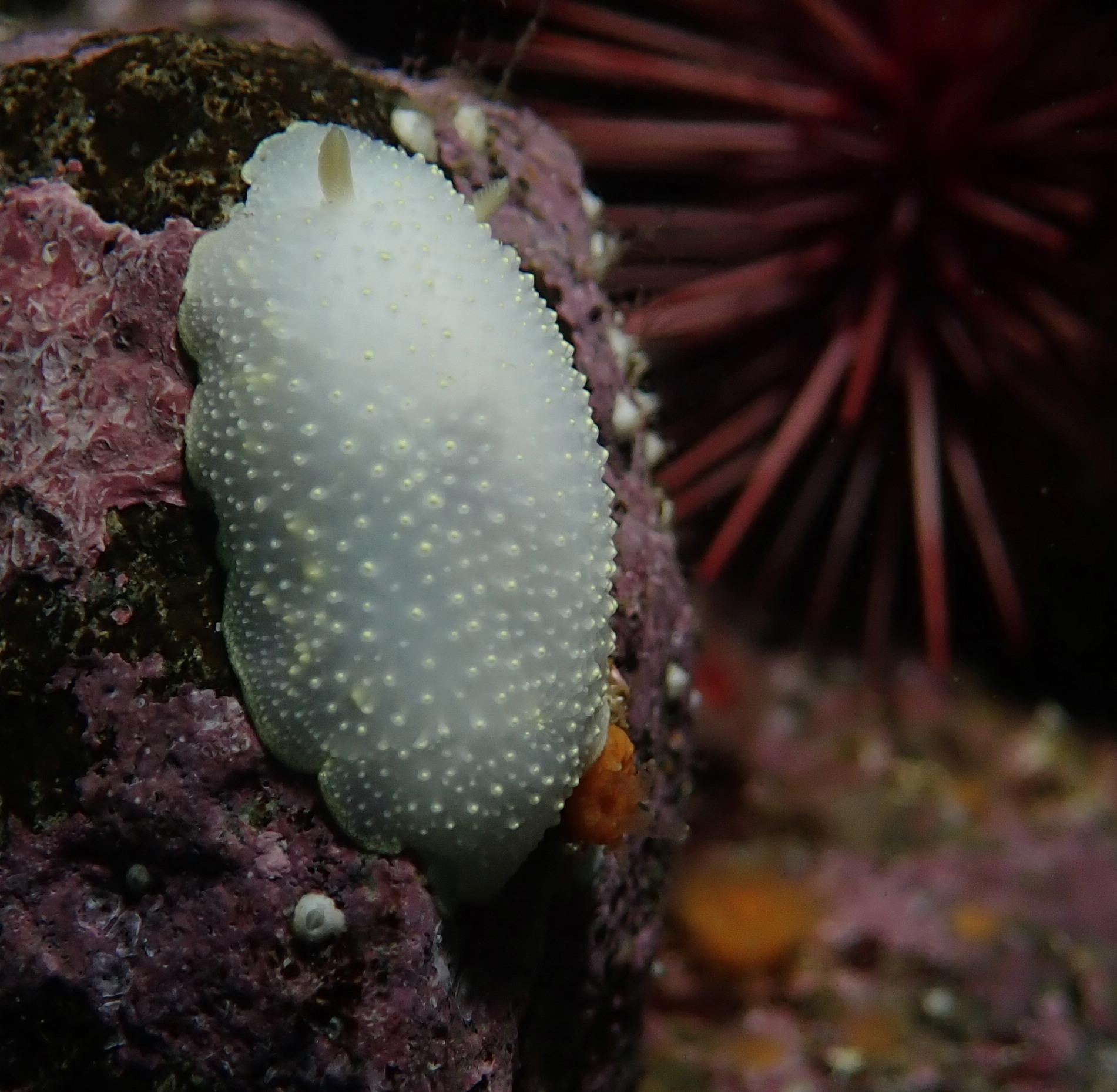 white nudi