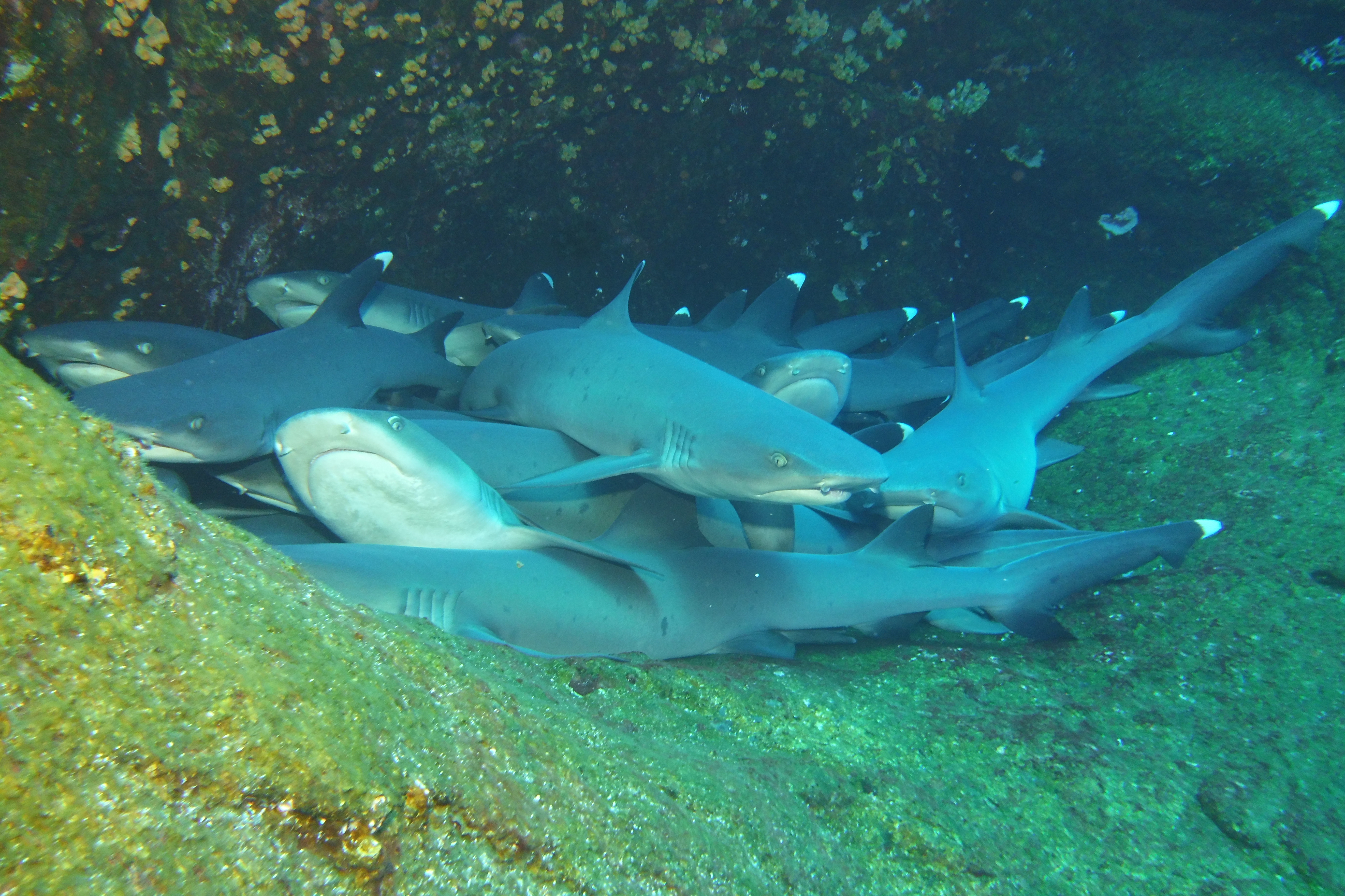 White tip shark sleeping pile closeup