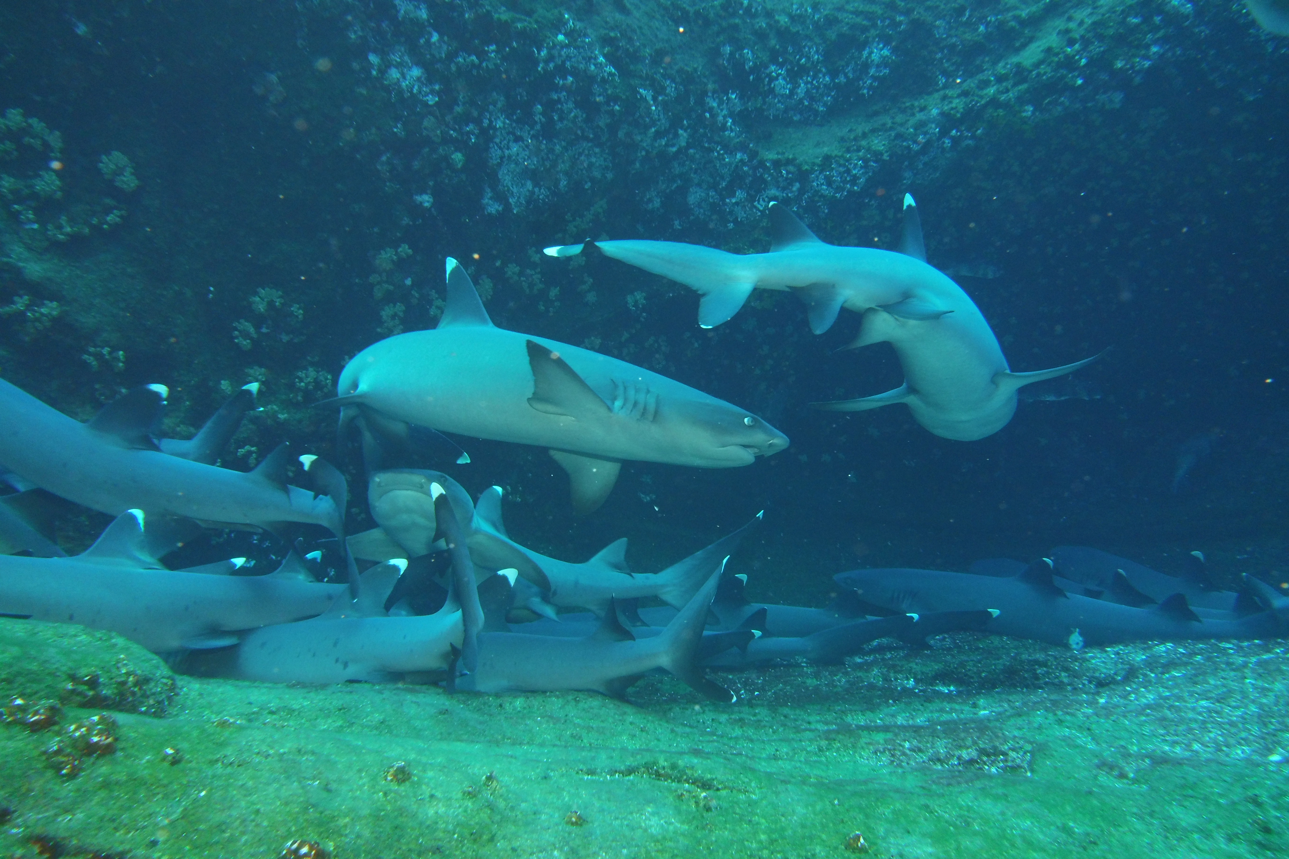 White Tip Shark sleeping pile