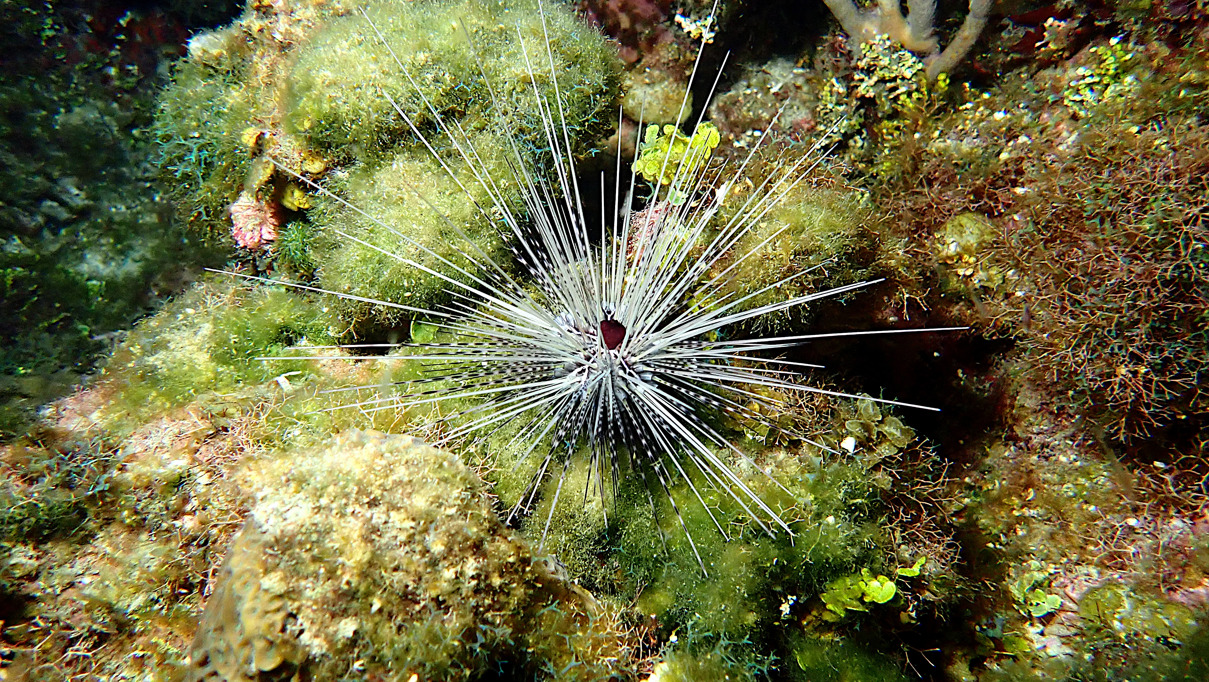 White urchin