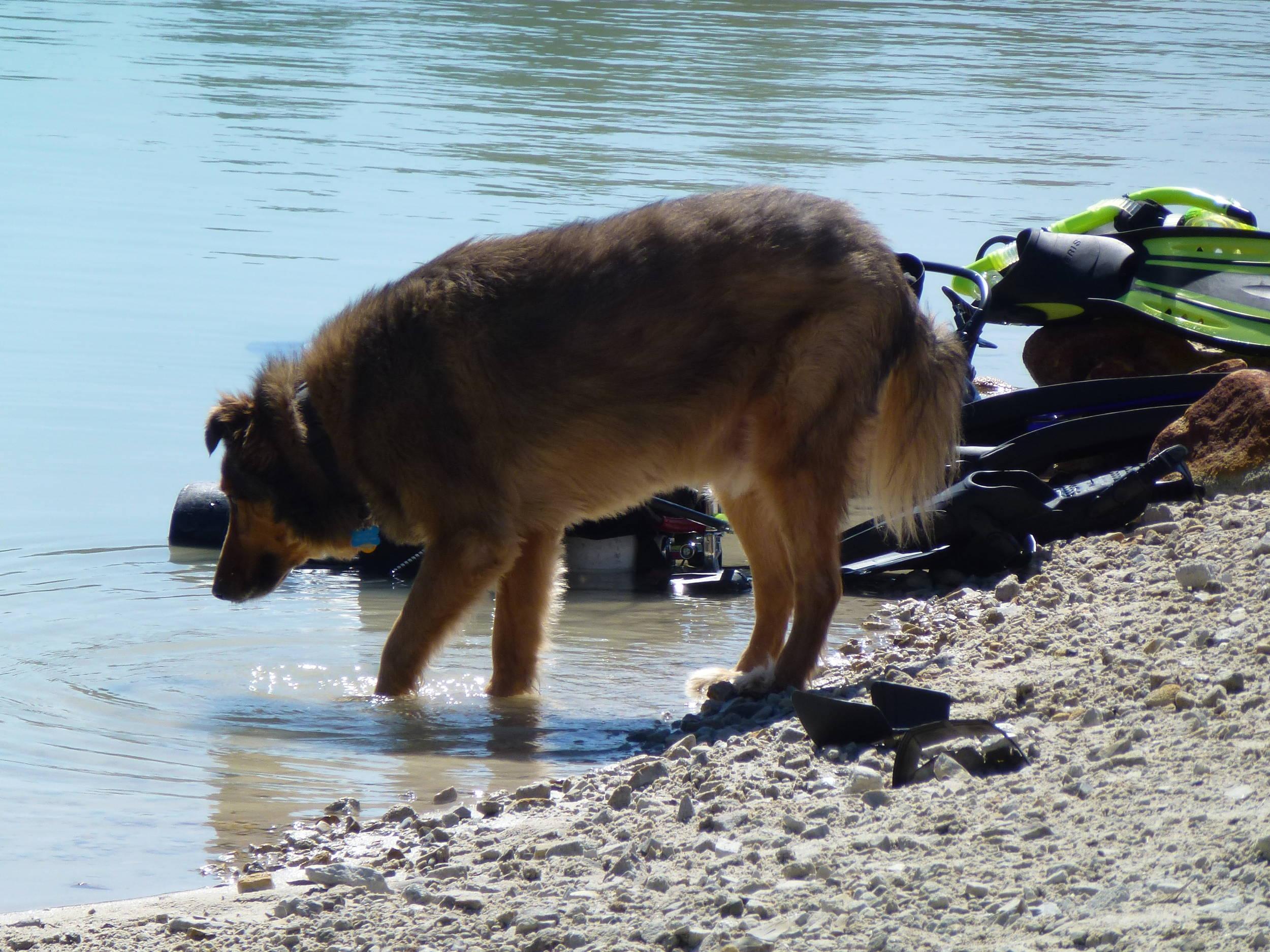 Whose dog?