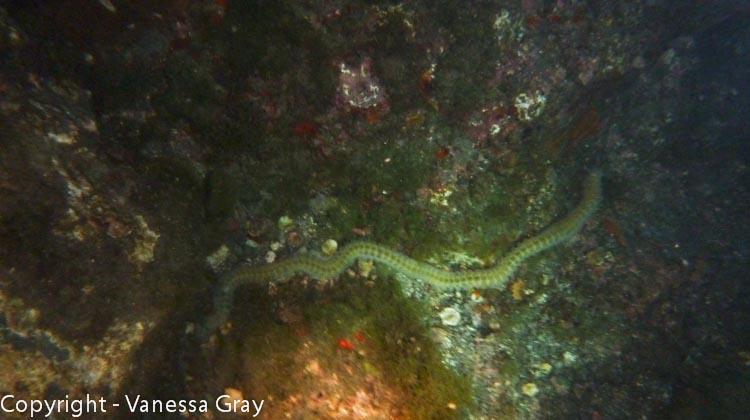 Worm (really big one)