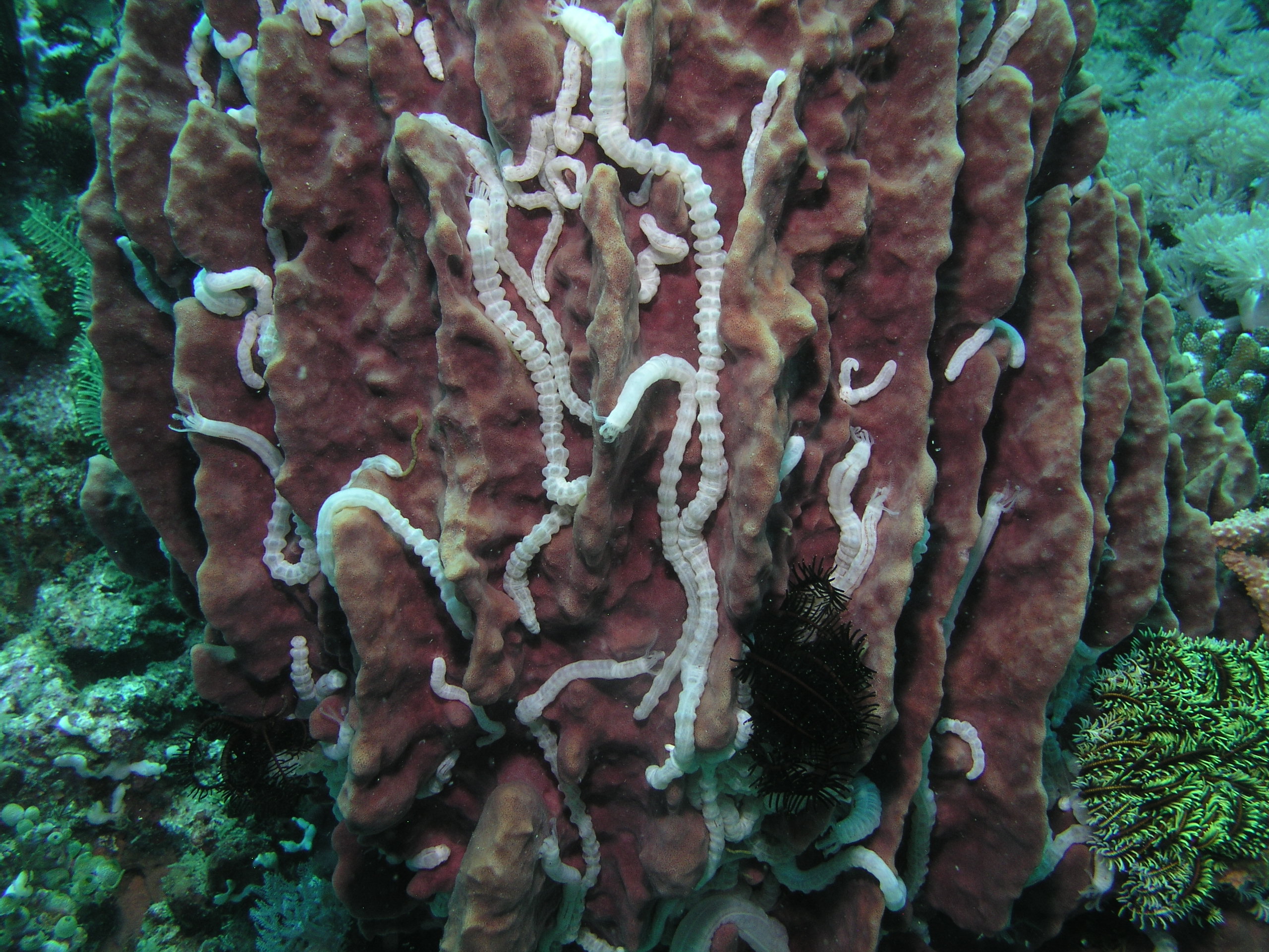 wormy sponge