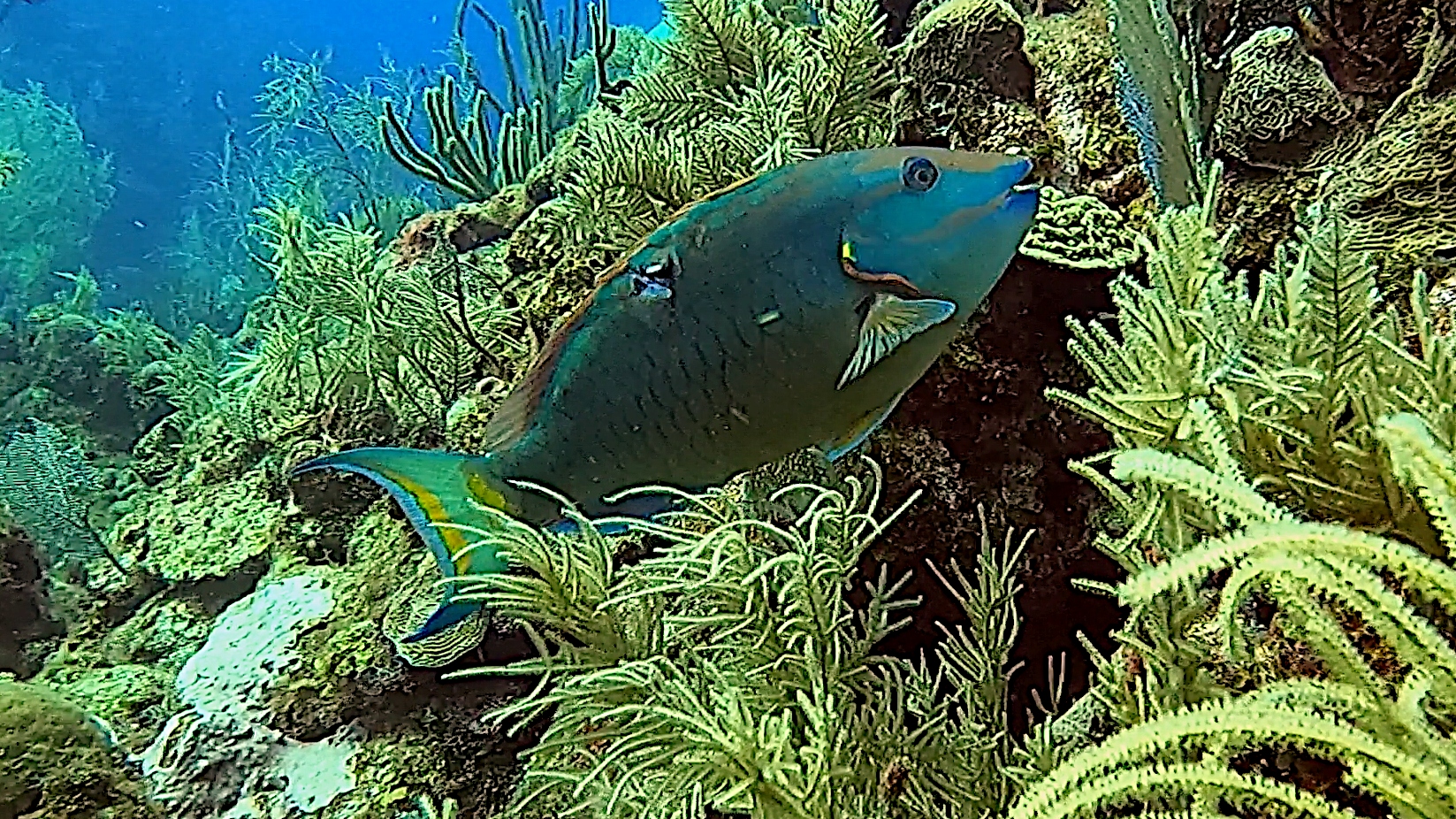 Wounded stoplight parrotfish