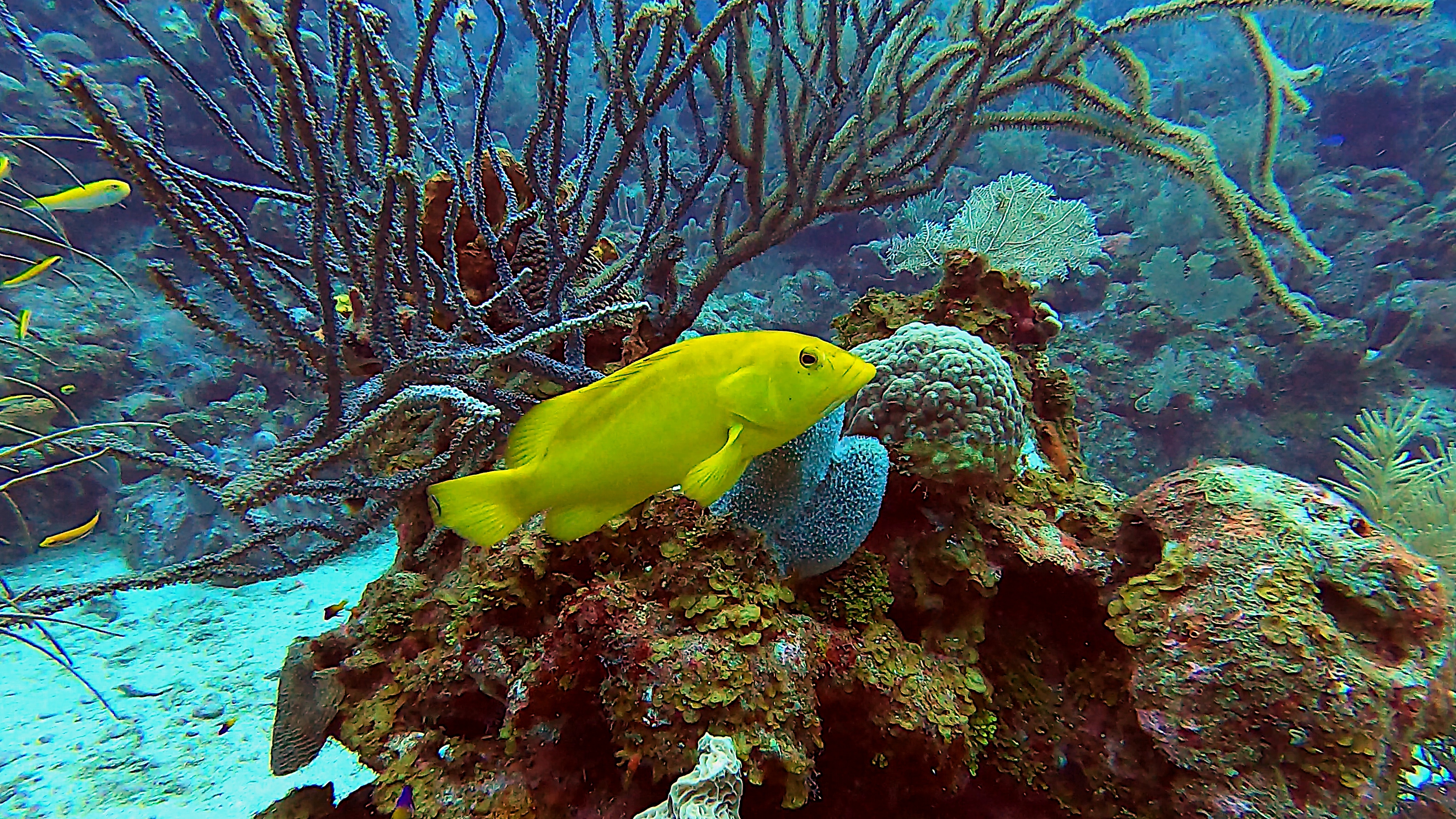 Yellow coney grouper