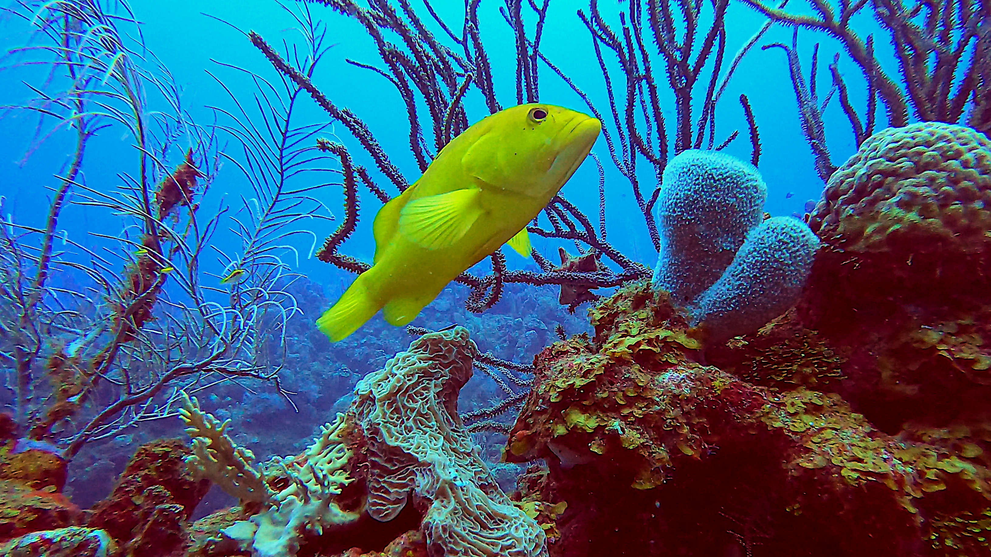 Yellow coney grouper