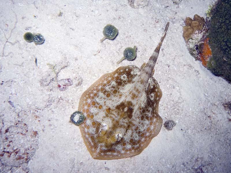 Yellow ray