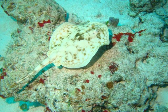Yellow Sting Ray