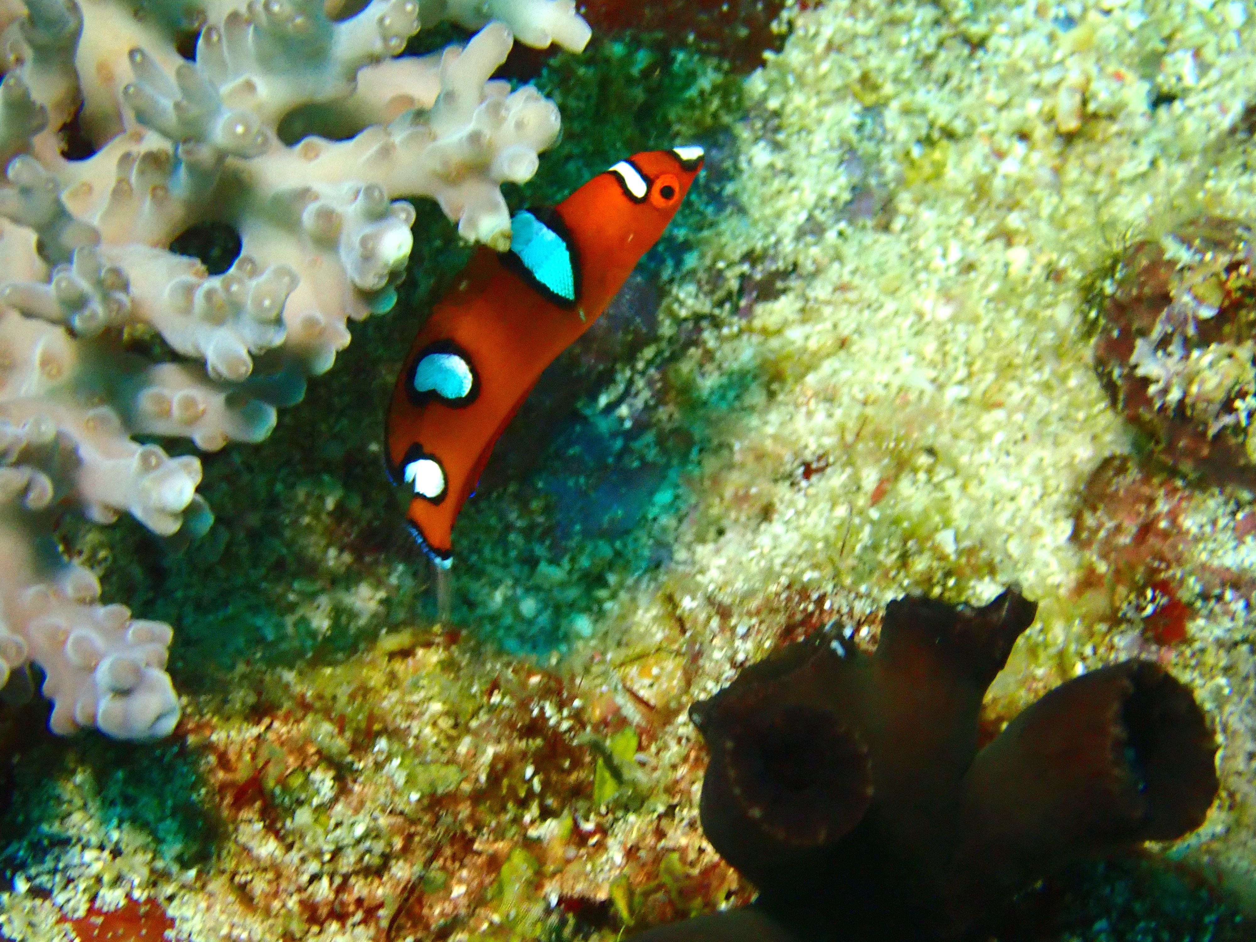 Yellowtail Coris