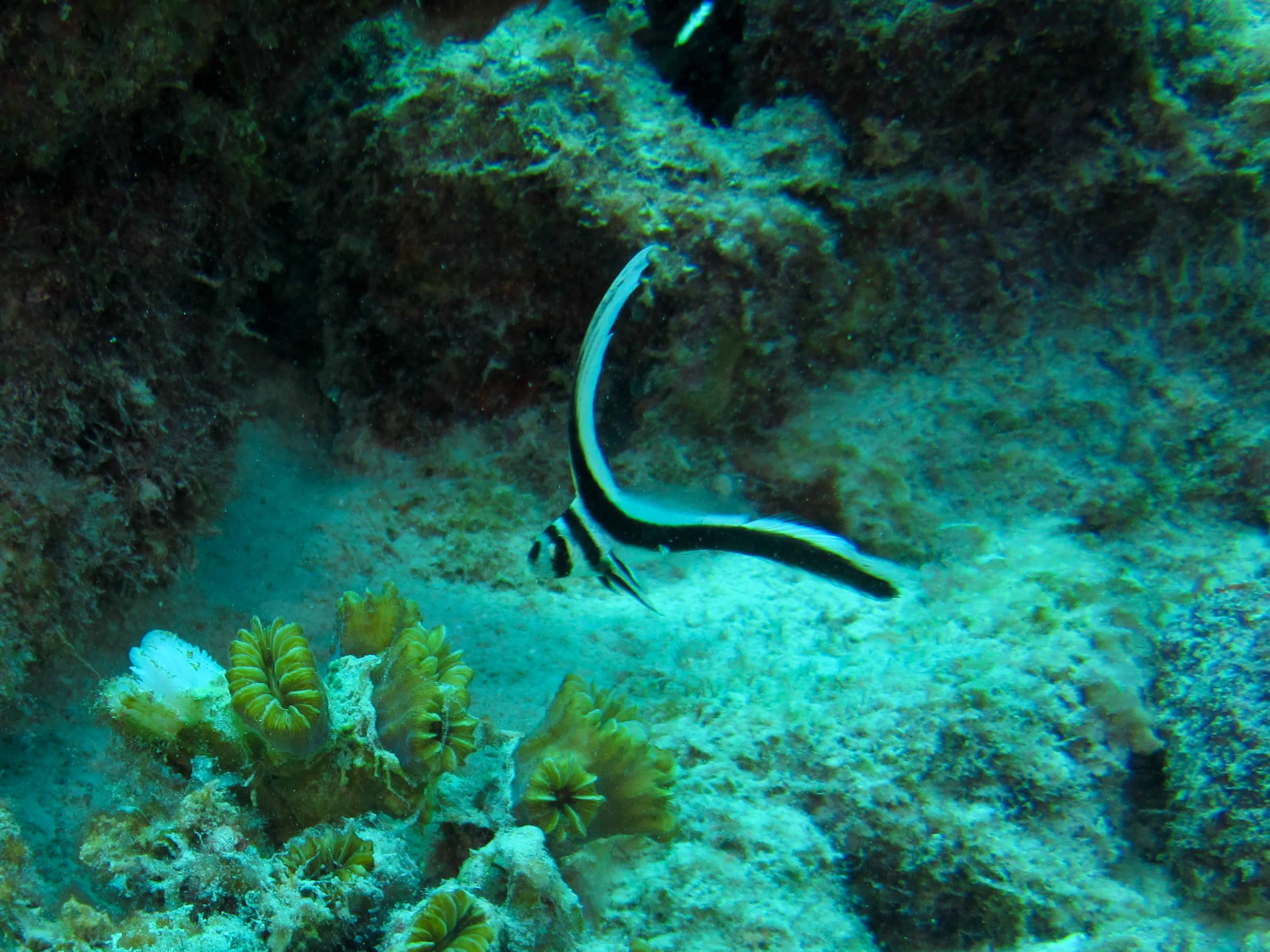 Young Juvenile Drum